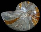 Large, Polished Nautilus Fossil - Madagascar #51677-1